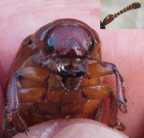 Cebrio gigas